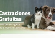 Castraciones gratuitas municipales: la próxima semana será en barrio Bosch