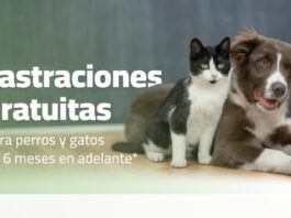 Castraciones gratuitas municipales: la próxima semana será en barrio Bosch