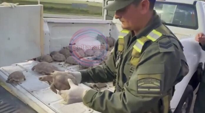 gendarmeria tortugas