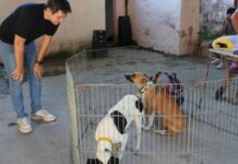 Matzkin anunció que el Municipio ya superó las 10 mil castraciones itinerantes