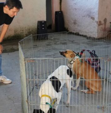 Matzkin anunció que el Municipio ya superó las 10 mil castraciones itinerantes