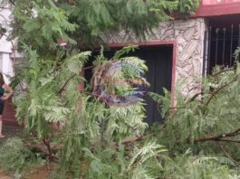 Una gran rama de un árbol cayó a pocos metros de una casa
