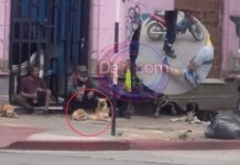 Perros de un hombre en situación de calle atacaron a una mujer