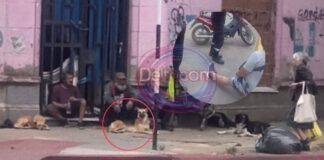 Perros de un hombre en situación de calle atacaron a una mujer