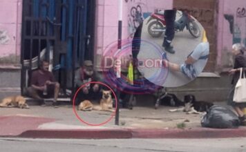 Perros de un hombre en situación de calle atacaron a una mujer