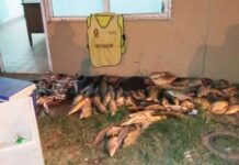 Decomisaron gran cantidad de pescados en un control sobre la ruta 12