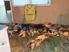 Decomisaron gran cantidad de pescados en un control sobre la ruta 12