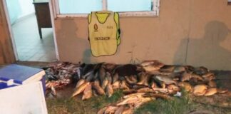 Decomisaron gran cantidad de pescados en un control sobre la ruta 12