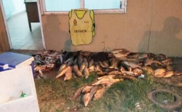 Decomisaron gran cantidad de pescados en un control sobre la ruta 12