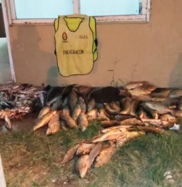 Decomisaron gran cantidad de pescados en un control sobre la ruta 12