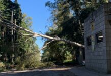 La caída de un árbol provocó el corte del servicio eléctrico en zona rural