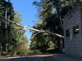 La caída de un árbol provocó el corte del servicio eléctrico en zona rural
