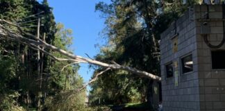 La caída de un árbol provocó el corte del servicio eléctrico en zona rural
