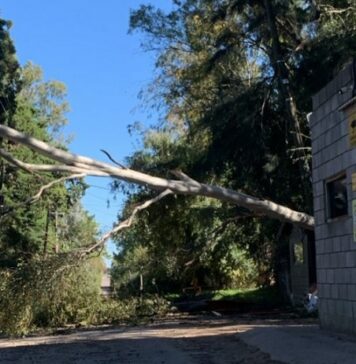 La caída de un árbol provocó el corte del servicio eléctrico en zona rural